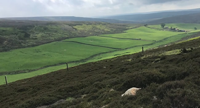 Sleddale walk Great Ayton