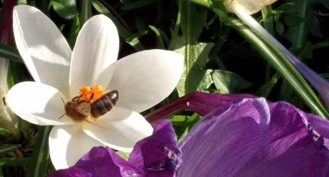 Great Ayton Bug Trail bee on a crocus