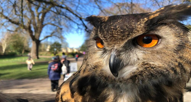 Birds of Prey at North Yorkshire Moors Railway May 2025 half term