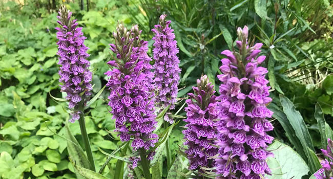 great-ayton-effies-open-garden-august-2022