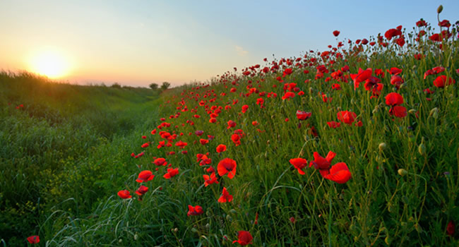 great-ayton-marking-remembrance-day-during-the-pandemic