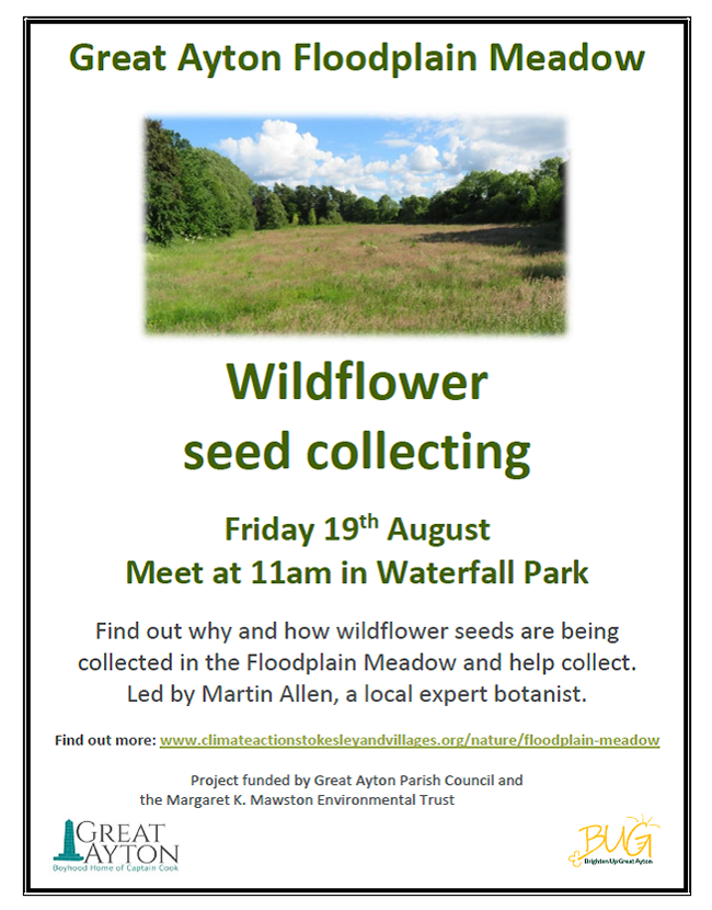 wildflower seed collecting great ayton