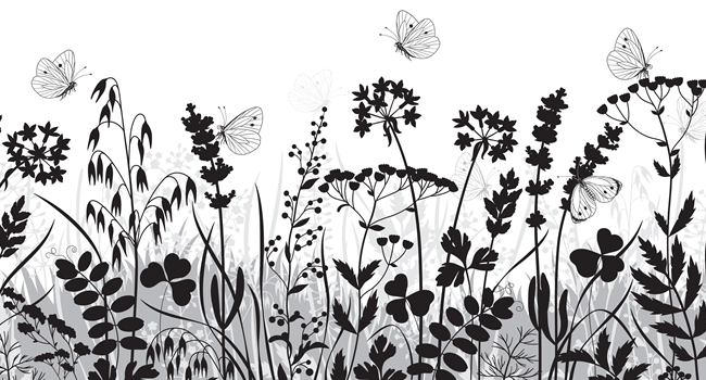 great-ayton-wildflower-seed-collecting